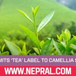 FSSAI Limits ‘Tea’ Label to Camellia sinensis Products