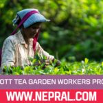 Killcott Tea Garden Workers Protest Over Unpaid Wages, PF Dues