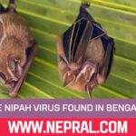 No Active Nipah Virus in West Bengal Bats says Survey