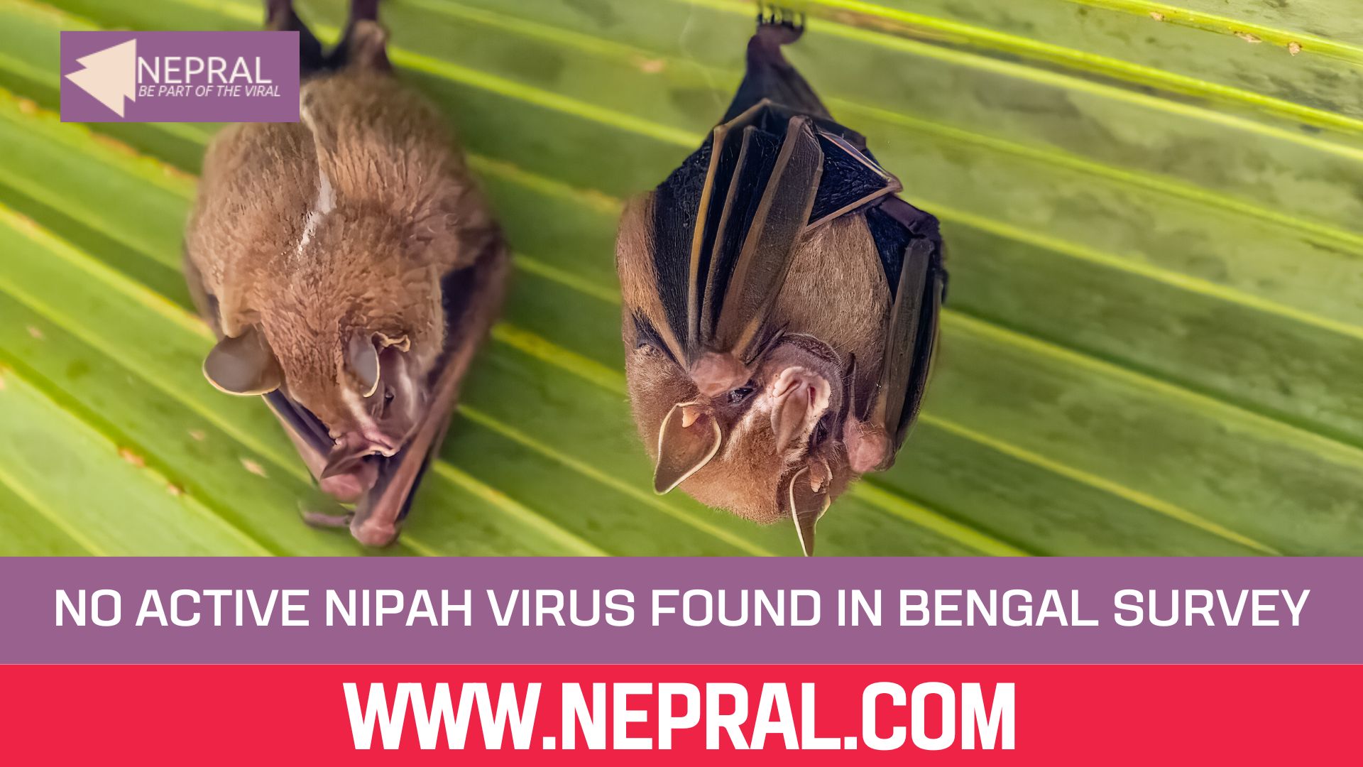 No Active Nipah Virus in West Bengal Bats says Survey