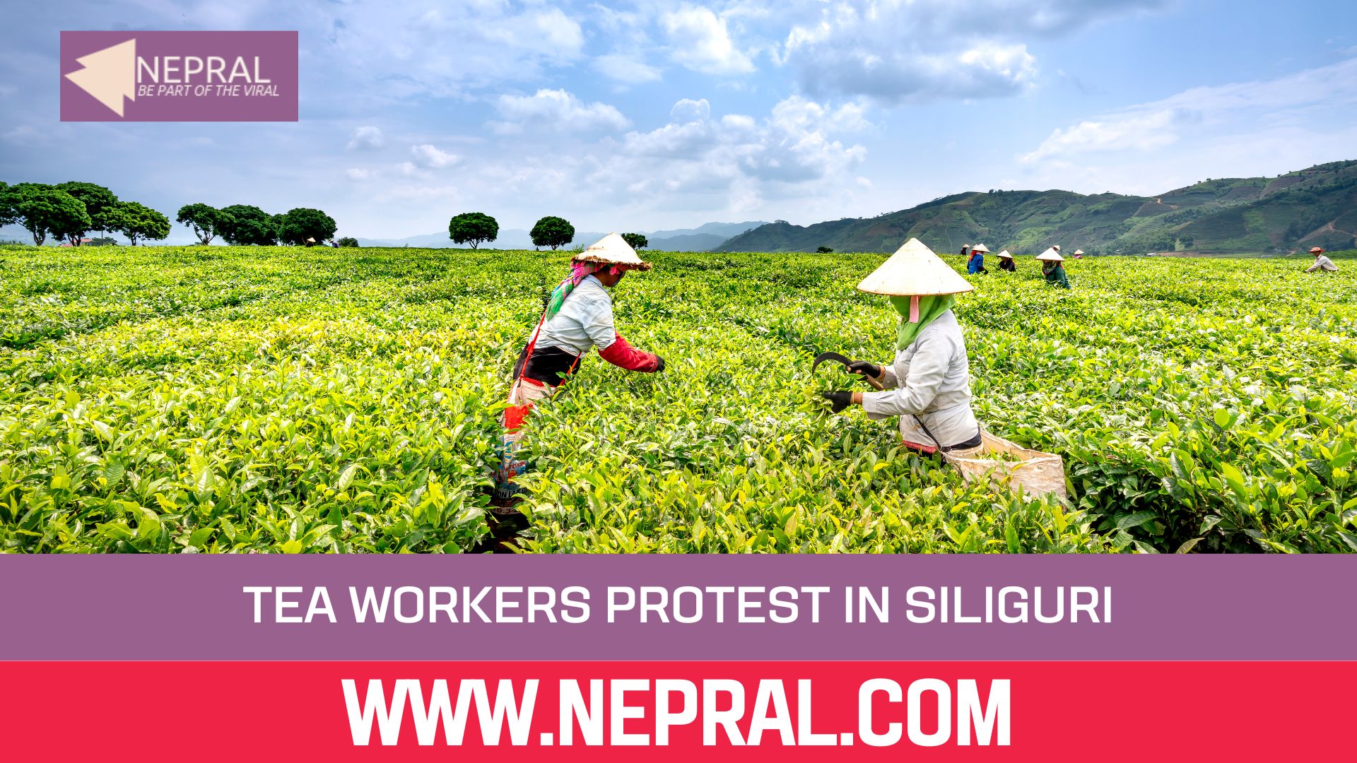 Tea Workers Demand Minimum Wages in Siliguri Protest