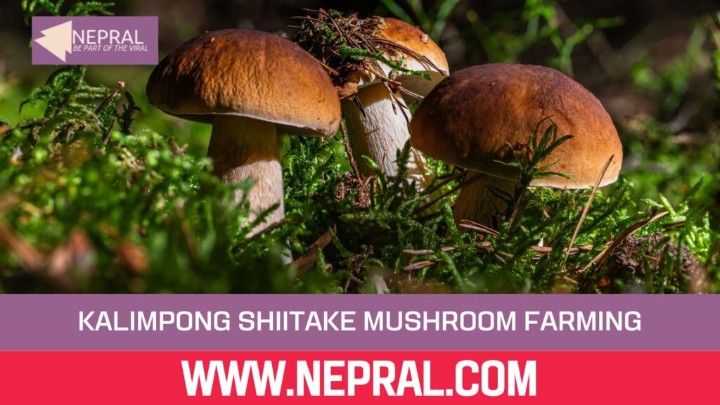 West Bengal Promotes Kalimpong Shiitake Mushroom Farming