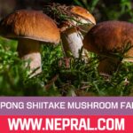 West Bengal Promotes Kalimpong Shiitake Mushroom Farming