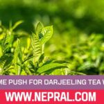 ESI Scheme Push for Darjeeling Tea Workers