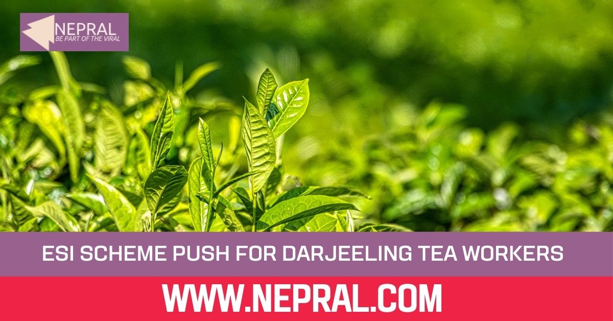 ESI Scheme Push for Darjeeling Tea Workers